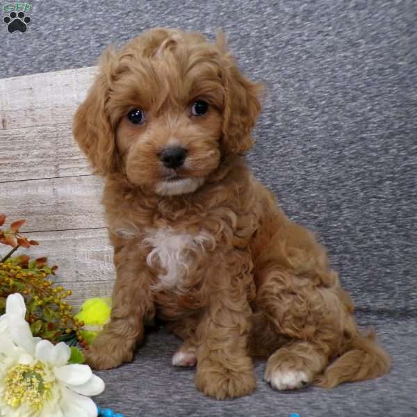 Tucker, Cavapoo Puppy