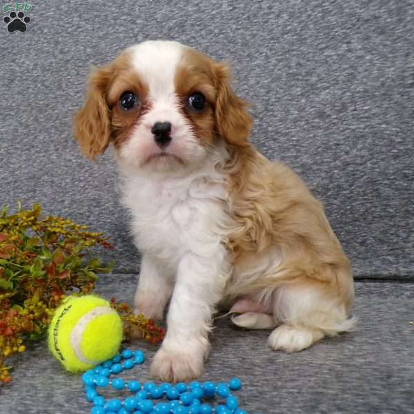 Colbi, Cavalier King Charles Spaniel Puppy