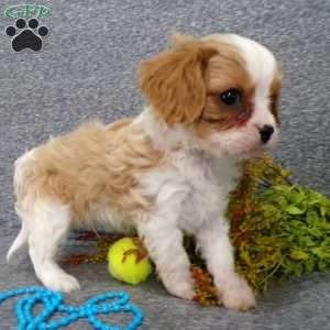 Colbi, Cavalier King Charles Spaniel Puppy