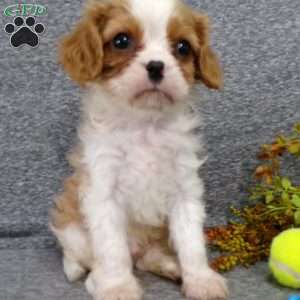 Colbi, Cavalier King Charles Spaniel Puppy