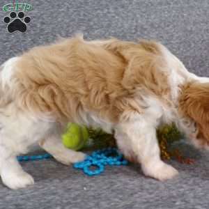 Colbi, Cavalier King Charles Spaniel Puppy