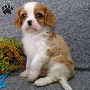 Colbi, Cavalier King Charles Spaniel Puppy