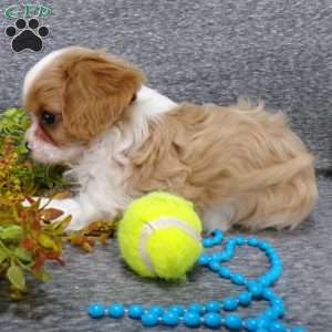 Colbi, Cavalier King Charles Spaniel Puppy