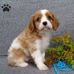 Chipper, Cavalier King Charles Spaniel Puppy