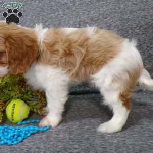 Chipper, Cavalier King Charles Spaniel Puppy