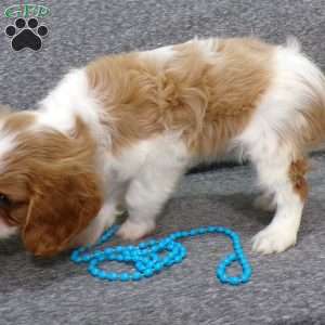 Chipper, Cavalier King Charles Spaniel Puppy