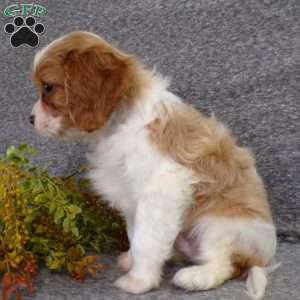 Chipper, Cavalier King Charles Spaniel Puppy