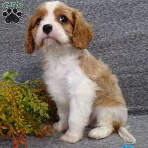 Chipper, Cavalier King Charles Spaniel Puppy