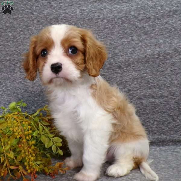 Chipper, Cavalier King Charles Spaniel Puppy