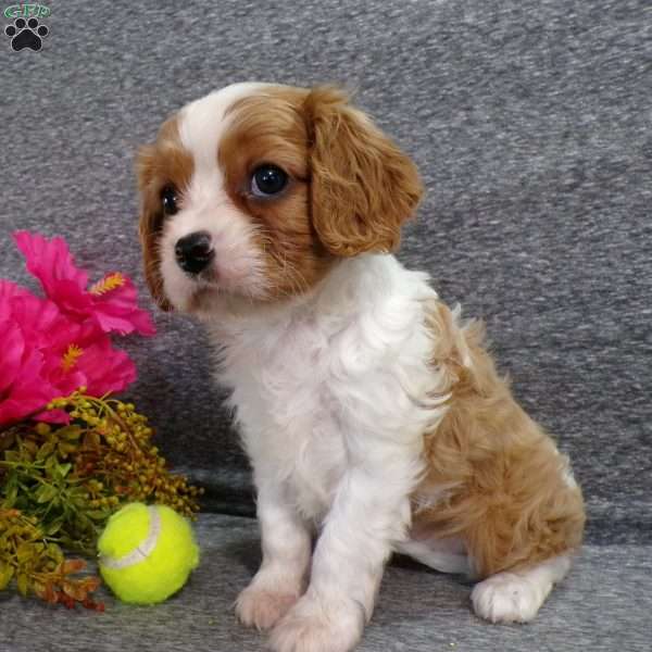 Cece, Cavalier King Charles Spaniel Puppy