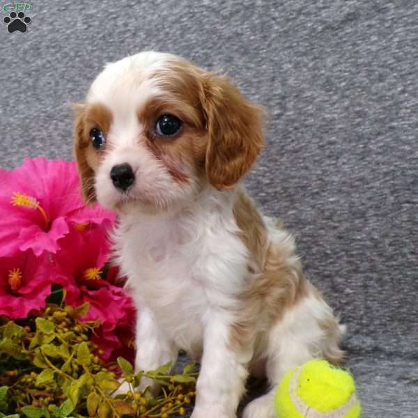 Callie, Cavalier King Charles Spaniel Puppy