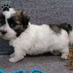 Diamond, Havanese Puppy