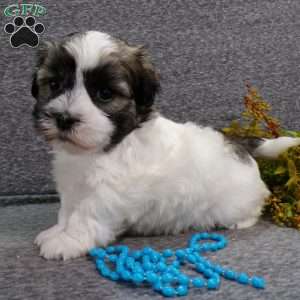 Diamond, Havanese Puppy