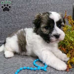 Diamond, Havanese Puppy