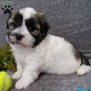 Diamond, Havanese Puppy