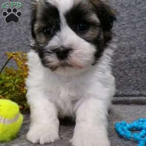 Diamond, Havanese Puppy