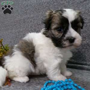 Diamond, Havanese Puppy