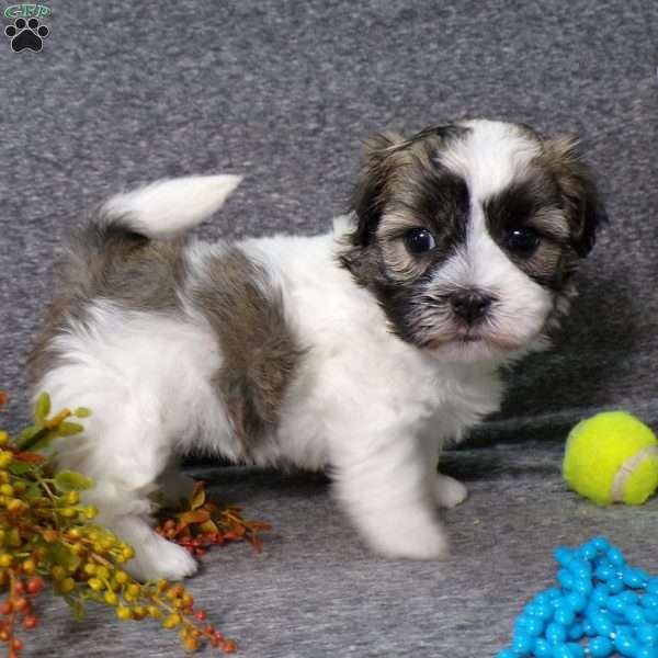 Diamond, Havanese Puppy