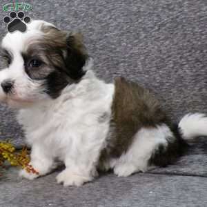 Dixon, Havanese Puppy