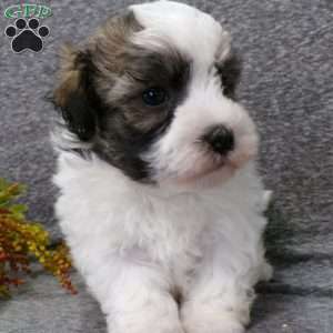 Dixon, Havanese Puppy