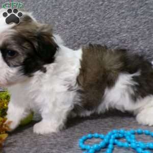 Dixon, Havanese Puppy