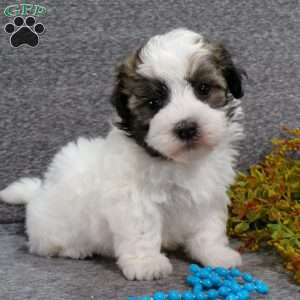 Dixon, Havanese Puppy