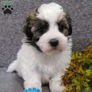 Dixon, Havanese Puppy