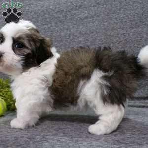 Dixon, Havanese Puppy