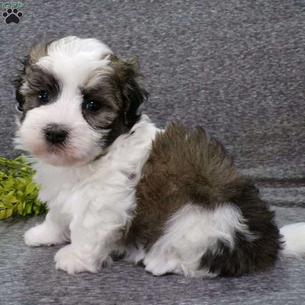 Dixon, Havanese Puppy