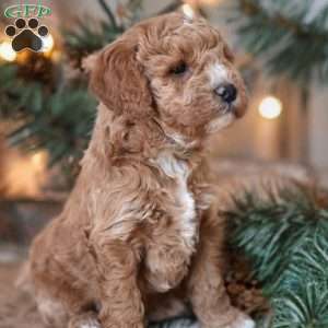 Elliot, Mini Goldendoodle Puppy