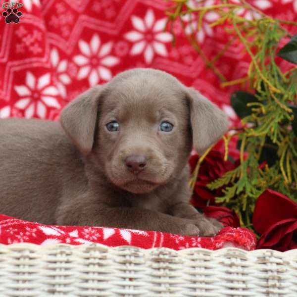 Polly, Silver Labrador Retriever Puppy