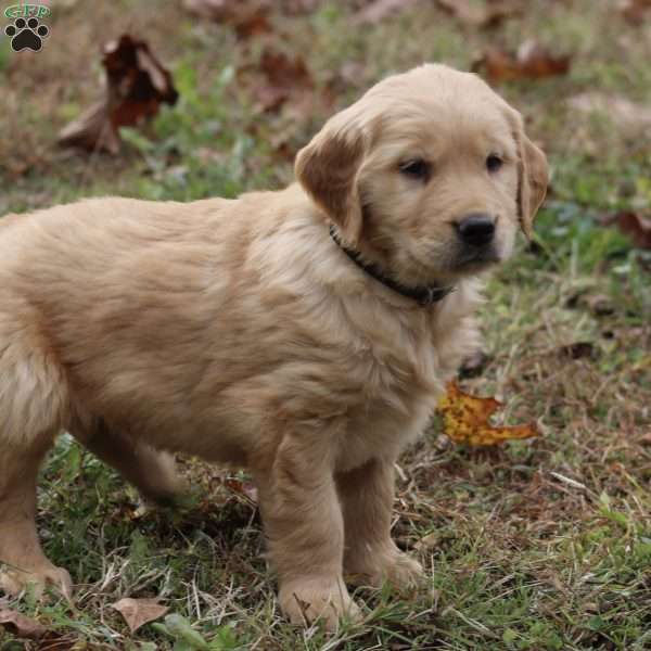 Lance, Golden Retriever Puppy