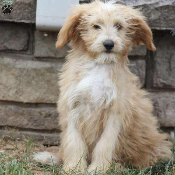 Jill, Goldendoodle Puppy