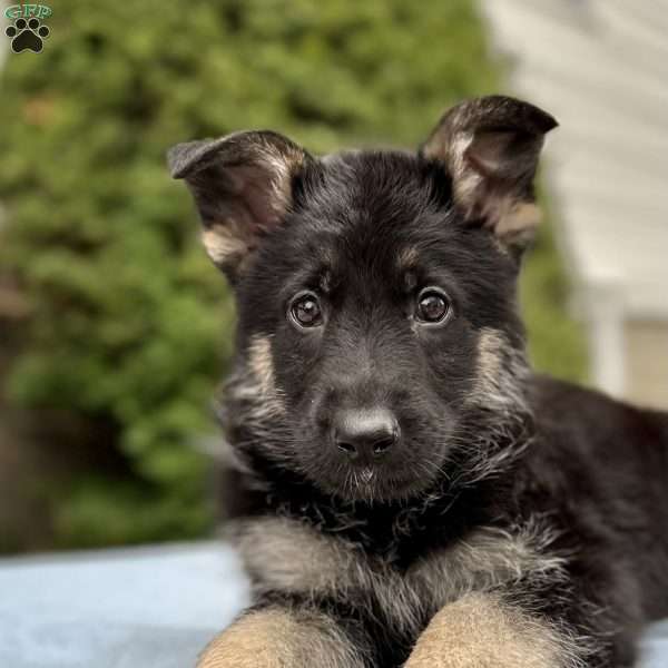 Copy of Smoke, German Shepherd Puppy