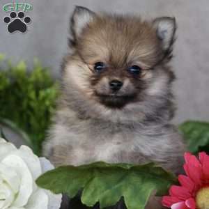 Pomeranian Puppies For Sale - Greenfield Puppies