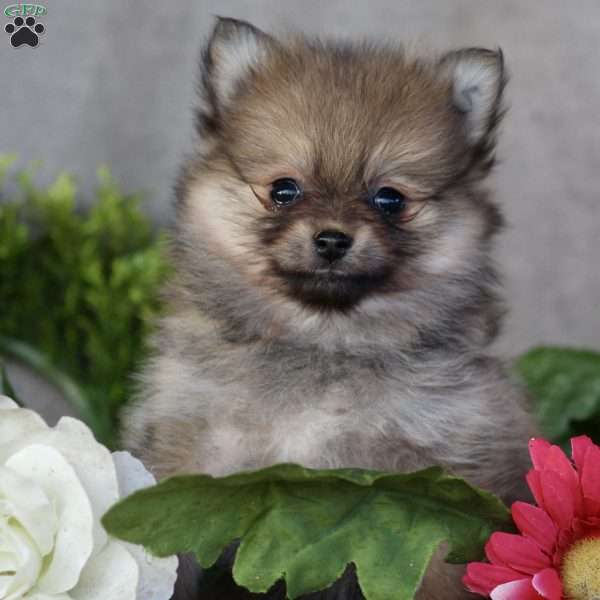 Laura, Pomeranian Puppy