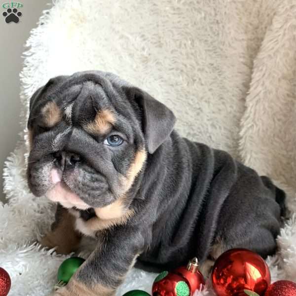 Prestige, English Bulldog Puppy