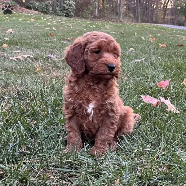 Dakota, Mini Goldendoodle Puppy