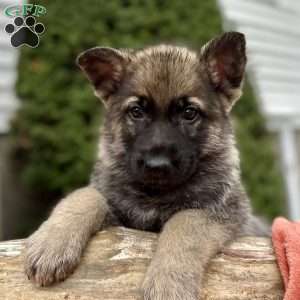 Smoke, German Shepherd Puppy