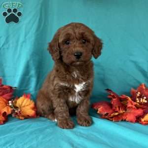 Izzy, Mini Goldendoodle Puppy