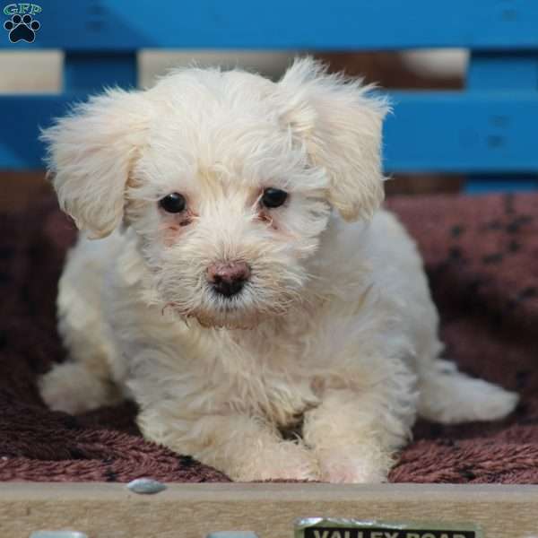 Marble, Miniature Poodle Mix Puppy