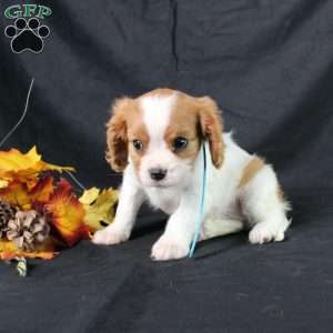 Happy, Cavalier King Charles Spaniel Puppy