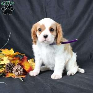 Hannah, Cavalier King Charles Spaniel Puppy