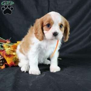 Hailey, Cavalier King Charles Spaniel Puppy