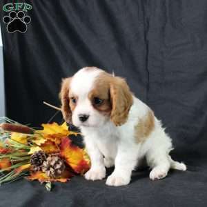 Henry, Cavalier King Charles Spaniel Puppy