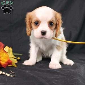 Honeydew, Cavalier King Charles Spaniel Puppy