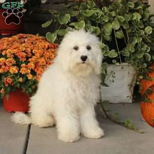 Kent, Miniature Poodle Puppy