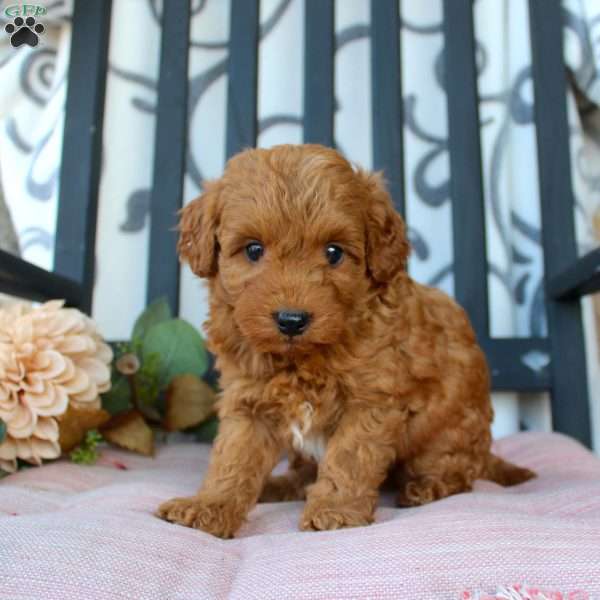 Malachi, Mini Goldendoodle Puppy