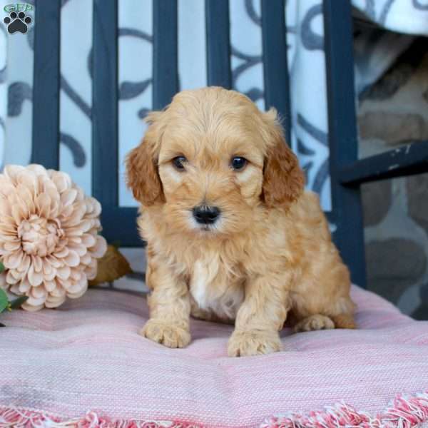 Matt, Mini Goldendoodle Puppy