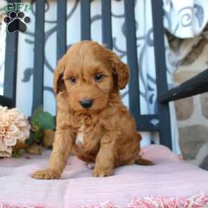 Micah, Mini Goldendoodle Puppy